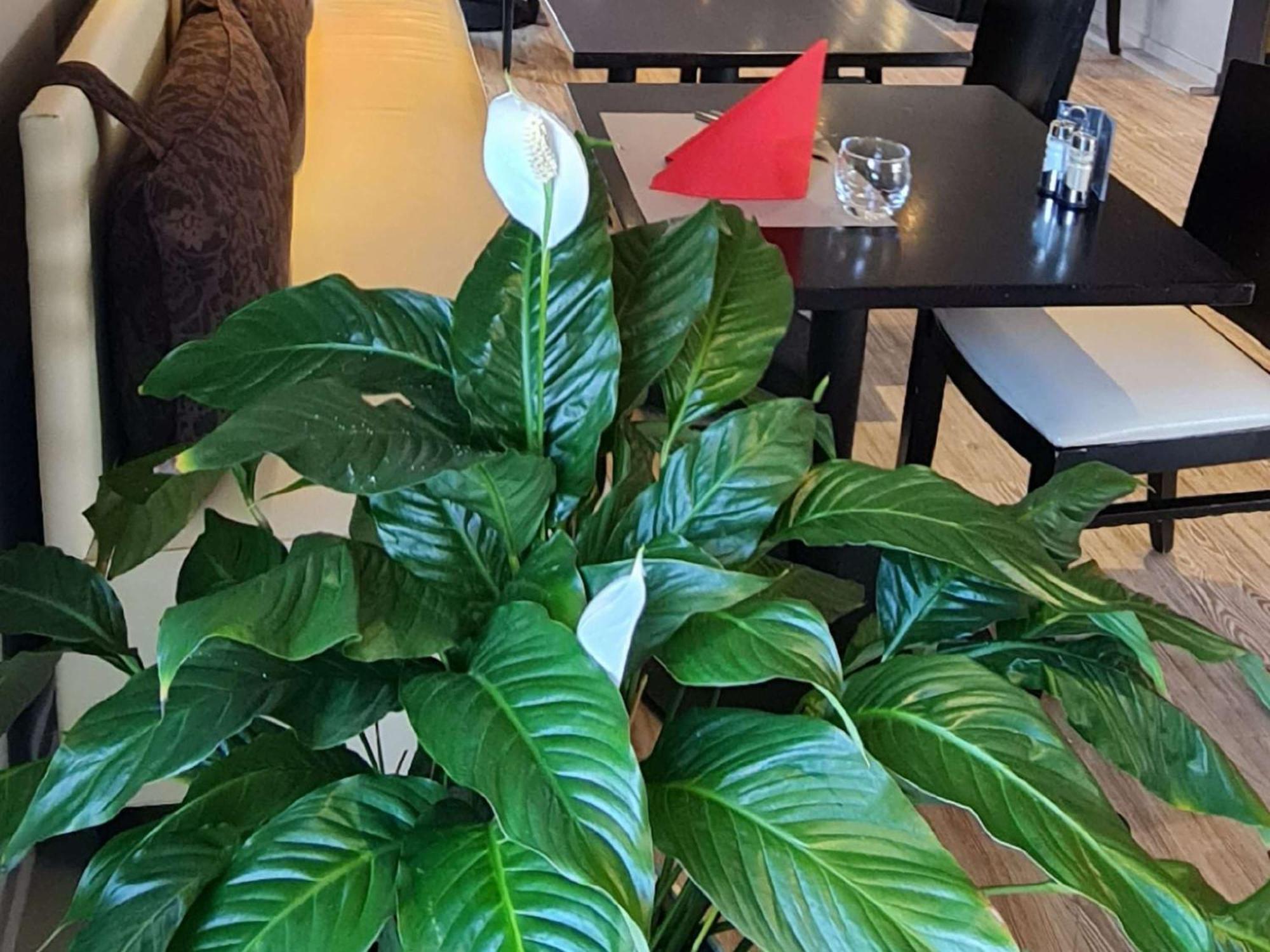 Ibis Hotel